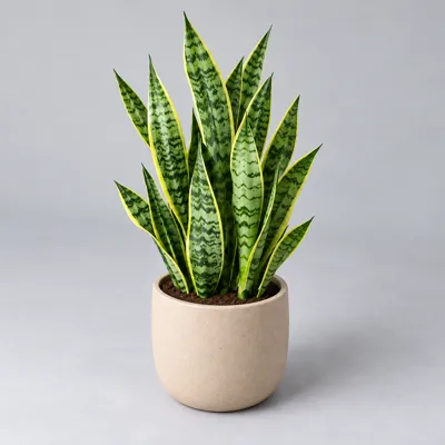 Snake plant, naturally — alternate angle