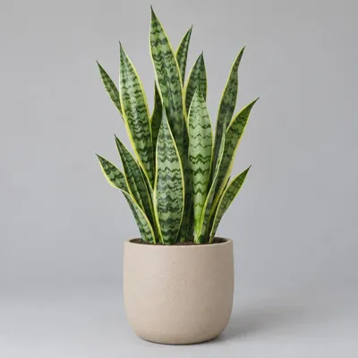 Snake plant, naturally — view 1